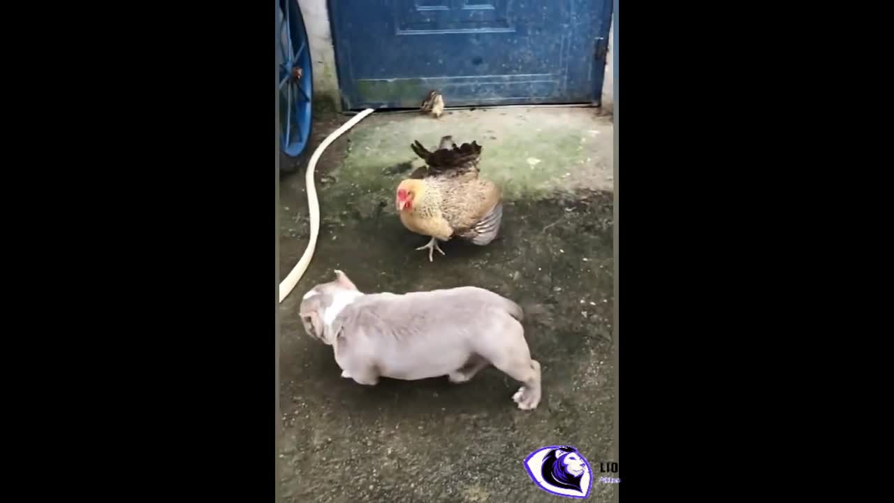 funny Chicken VS Dog