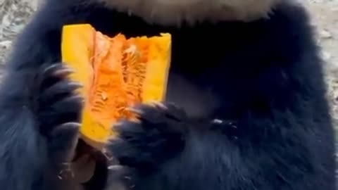 panda eating Papaya