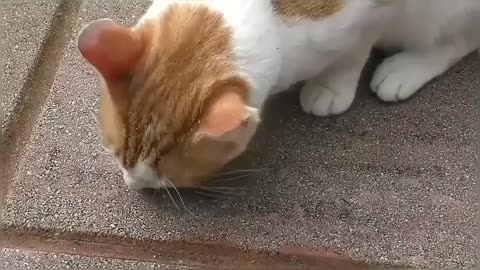 Cat gets high on catnip