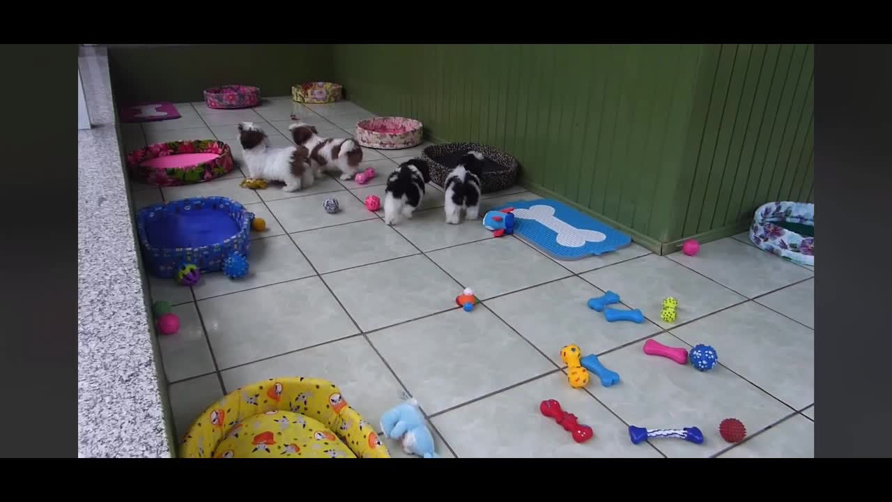 Lovely Puppies Playing