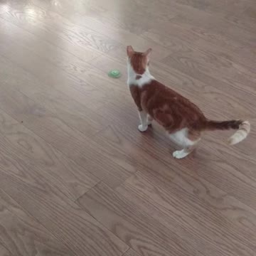 Squeeks and the fidget spinner