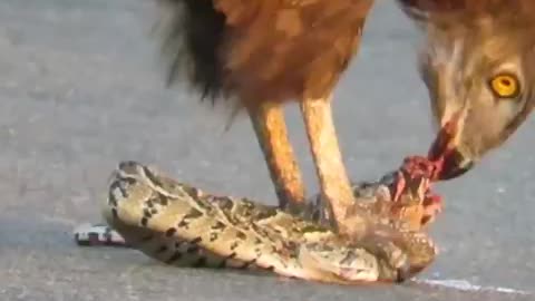 Hawk eating alive snake 🐍