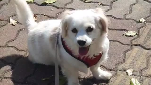 Puppy dog ​​enjoying a walk