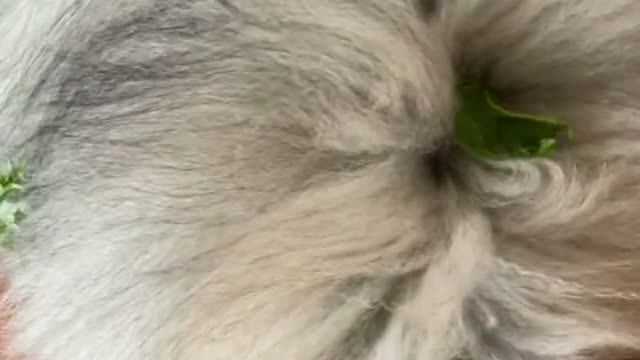 🔥Funniest Dogs will make you laugh all day long | Instagram Reels and Tiktok Videos | Desi animals 🔥