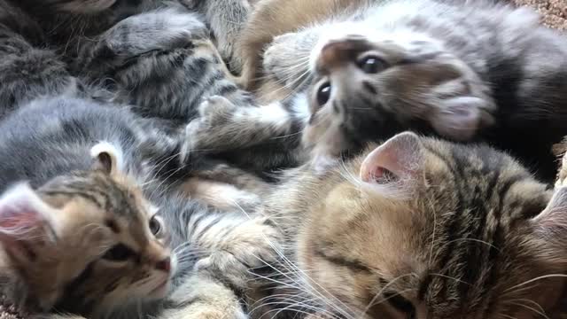 Cute Kitties Wake With a Yawn