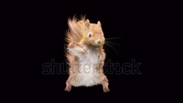 squirrel Dance CG fur 3d rendering