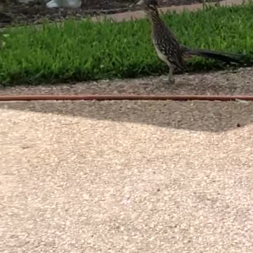 A real roadrunner!