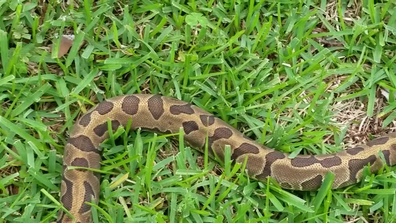 leopard enchi