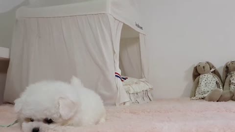 Barking sound Mini Bichon Frise
