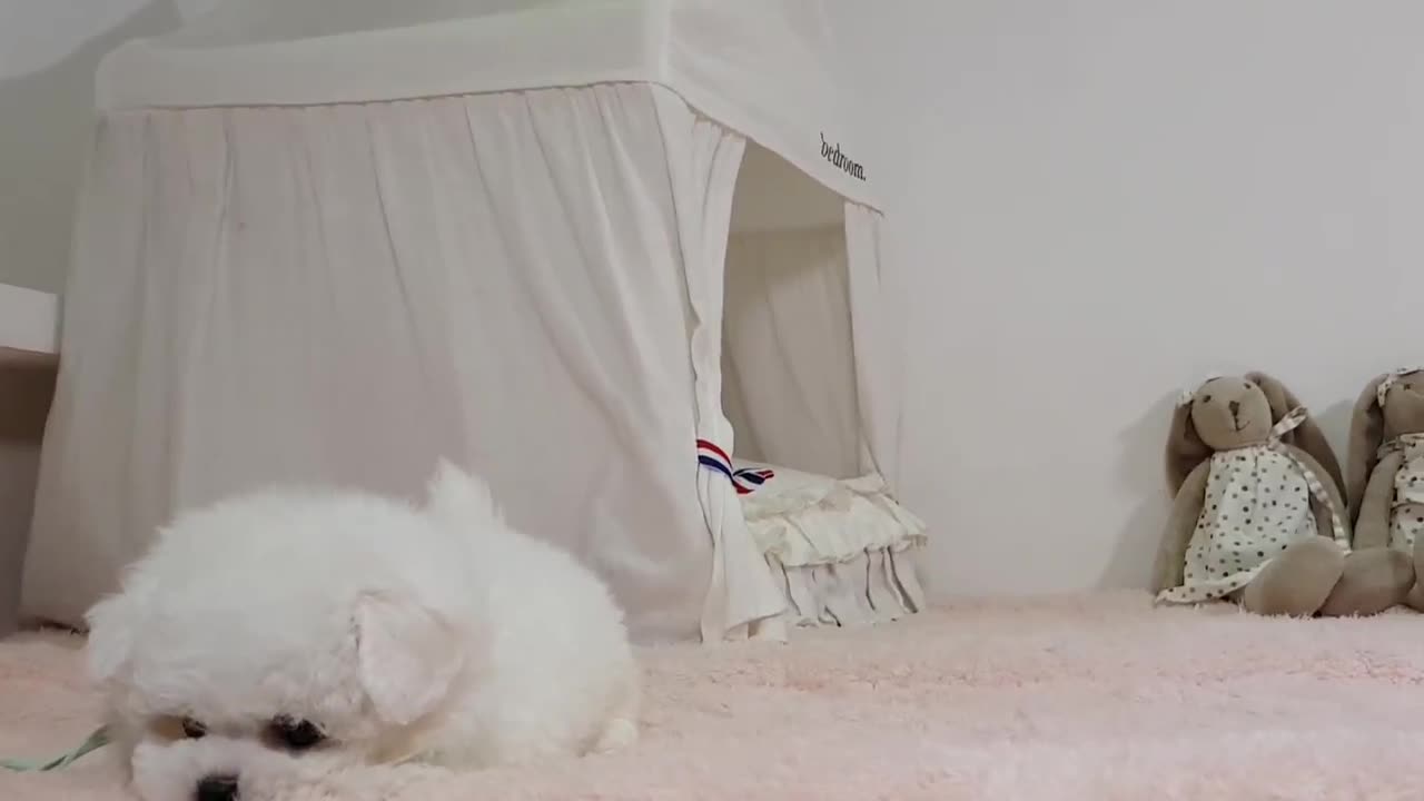 Barking sound Mini Bichon Frise