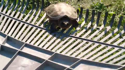 Saved a snapping turtle