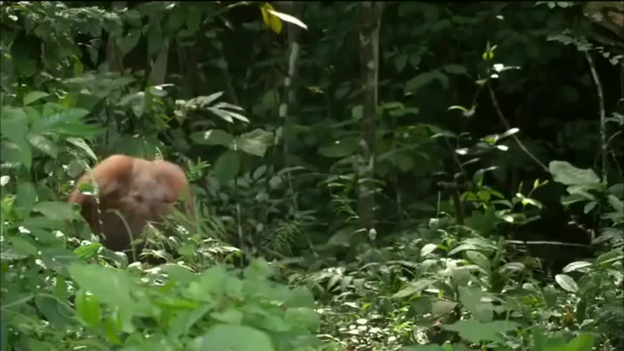 Orangutan National Geographic Documentary HD