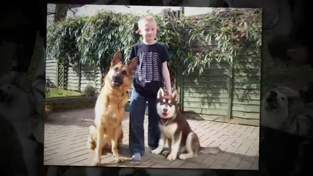 AMCUK ALASKAN MALAMUTE RESCUE VIDEO