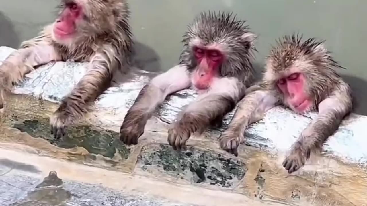 bathing and relaxing monkeys