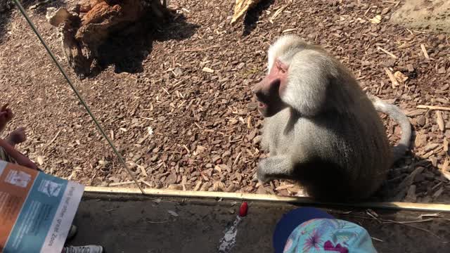 Baboon tries to intimidate 17 year old boy