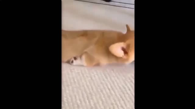 a cute puppy 2
