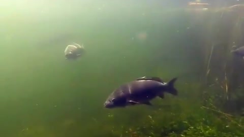 This is a beautiful and charming water-dwelling species