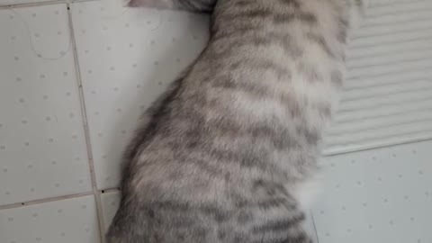 A cat who likes toilet tiles.