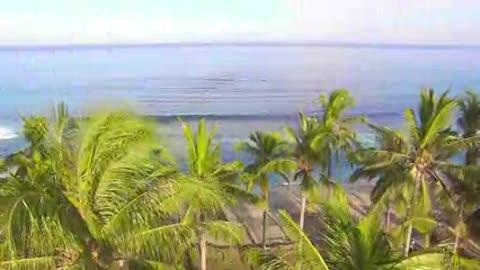 Raising Up Over Palm Trees on Beach