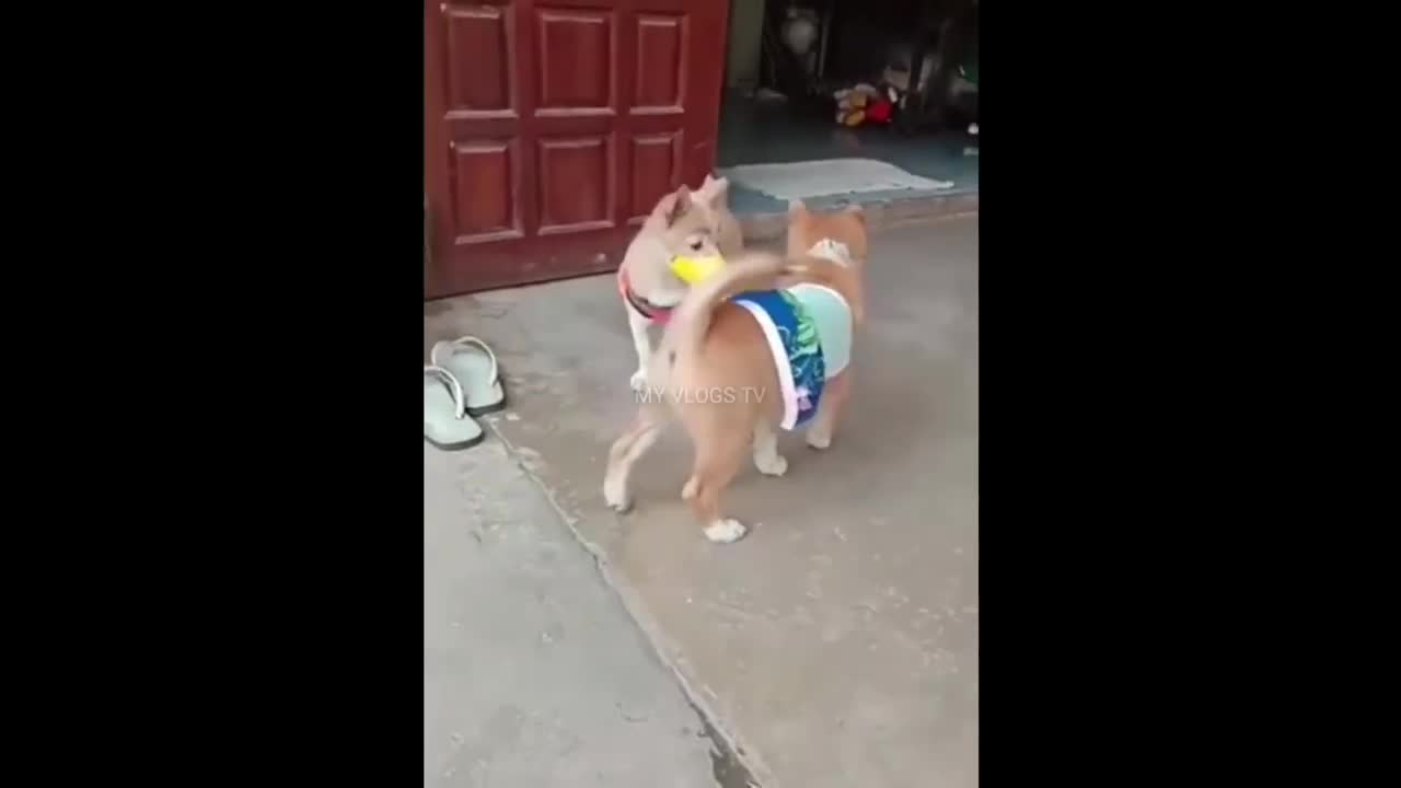 Rumble Different kinds of Funny Animals and their Funny Activities