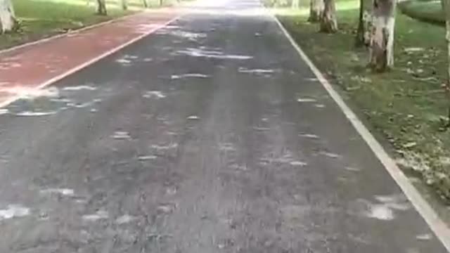 Crossed the tree-lined alley to work