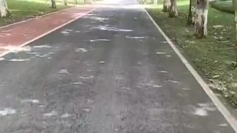 Crossed the tree-lined alley to work