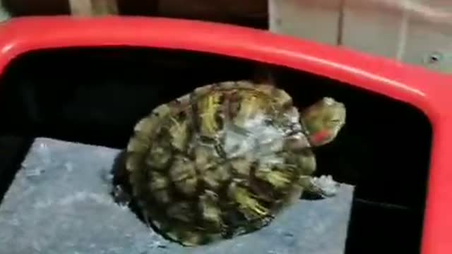 Hello,I'm Mr. turtle