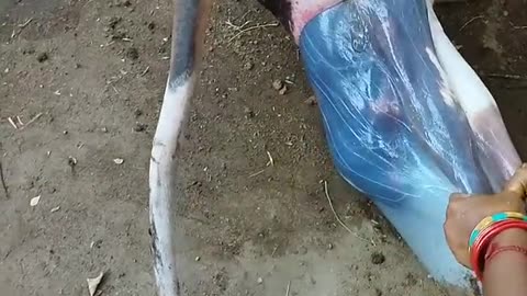 Cow's Baby Delivery
