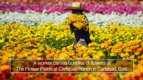 St. Patrick’s Day, fields of flowers bloom, Ukraine mourns