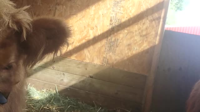 Highland pets