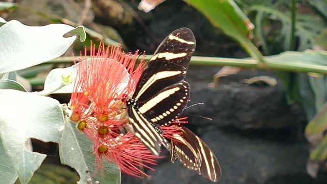 Butterflies And Flowers During Daylight