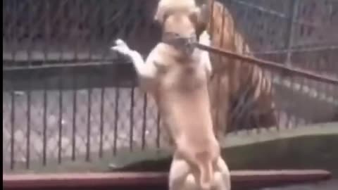 Pitbull vs Lion Real Fight