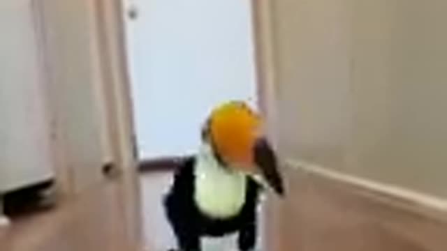 Funny toucan cat dog animals videos