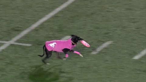 Dog sets frisbee record for longest catch during Canadian football game