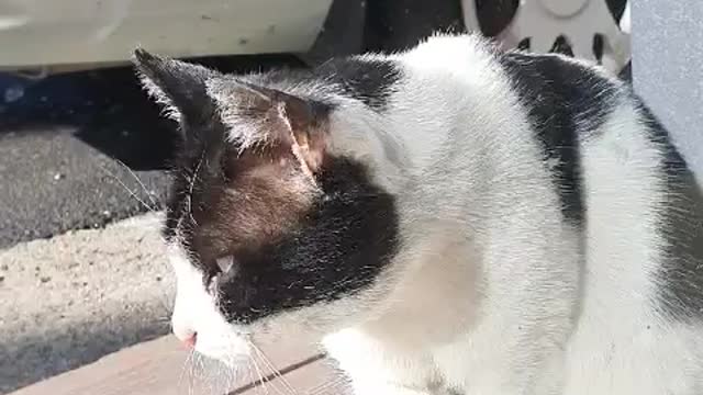 cat brushing hair