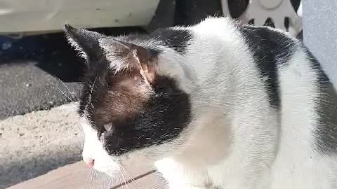 cat brushing hair