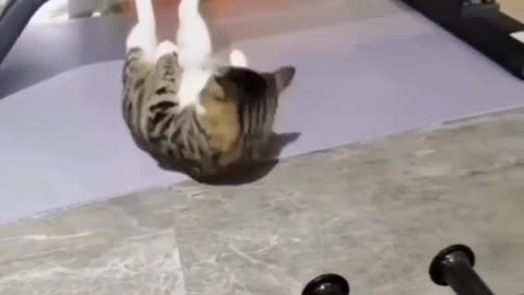 Funny cat Videos