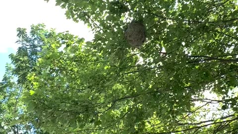 Hornets Nest in Northern Michigan