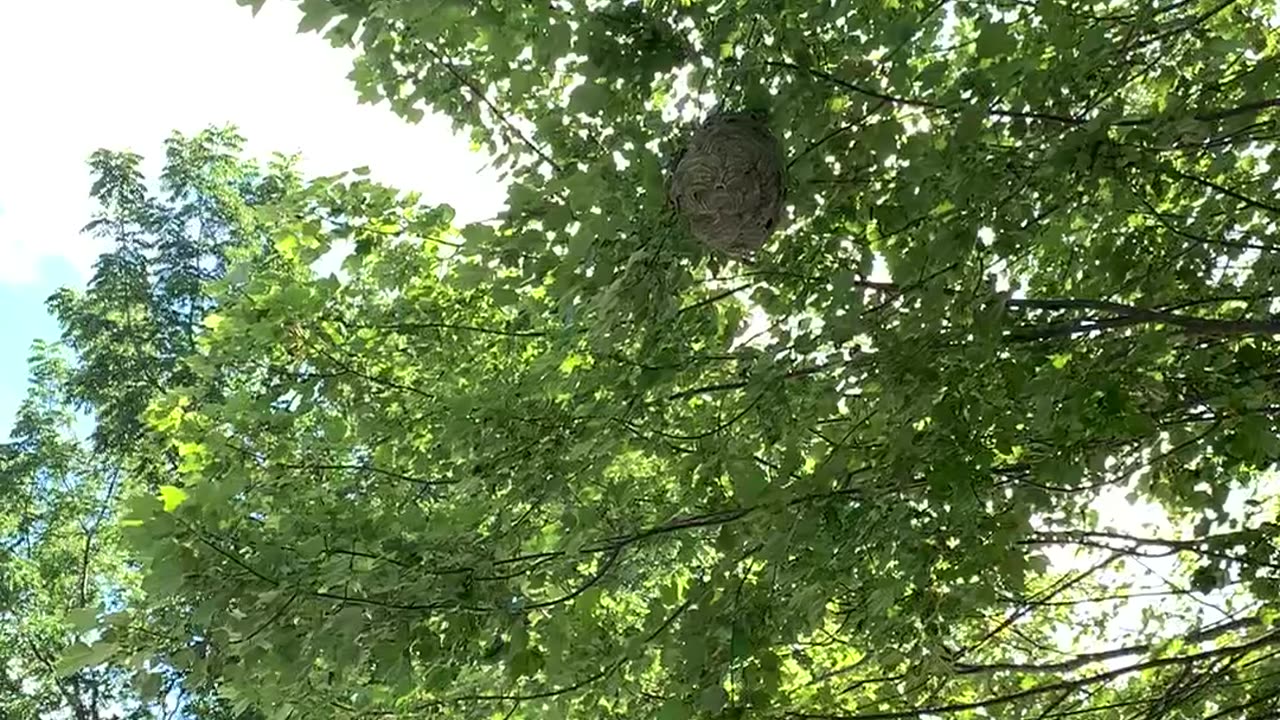 Hornets Nest in Northern Michigan