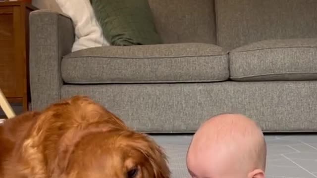 When you meet the love of your Beatifull life. #dog #baby #cute #goldenretriever