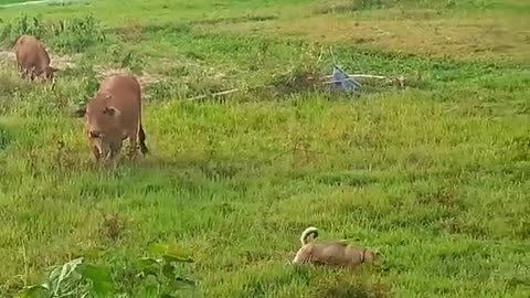 The cow was surprised to see the dog