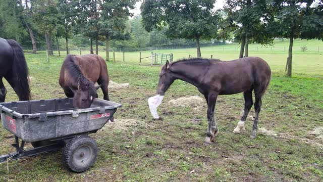 Fearless colt plays with plastic bag