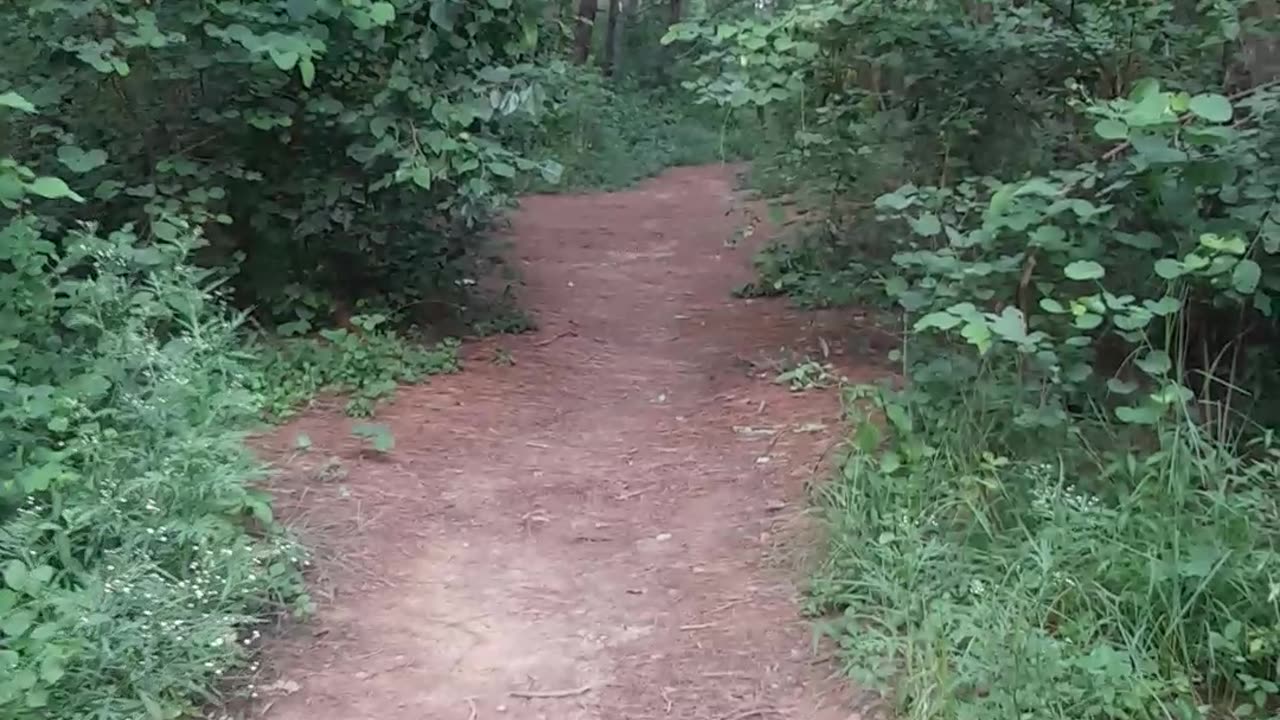 Jungle track