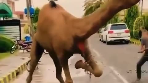 GRAPHIC: Muslims Bleed Out Camel In Street