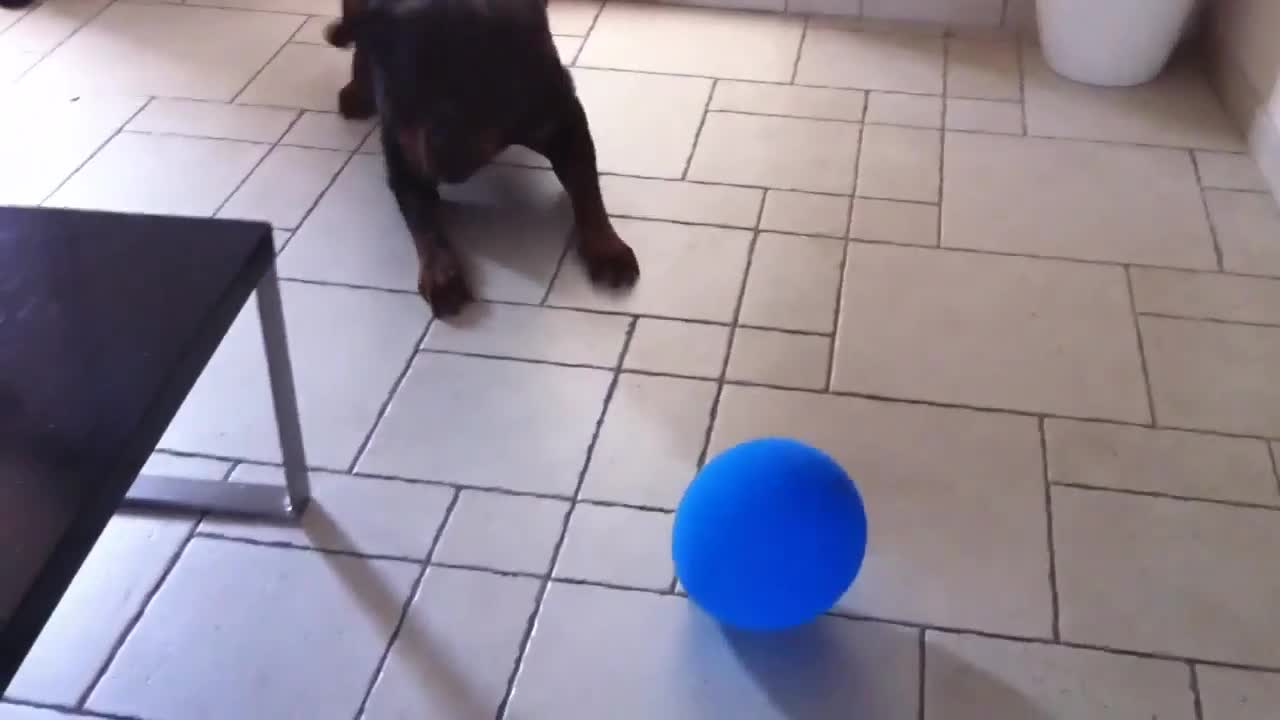 A big dog who is afraid of an inflatable balloon