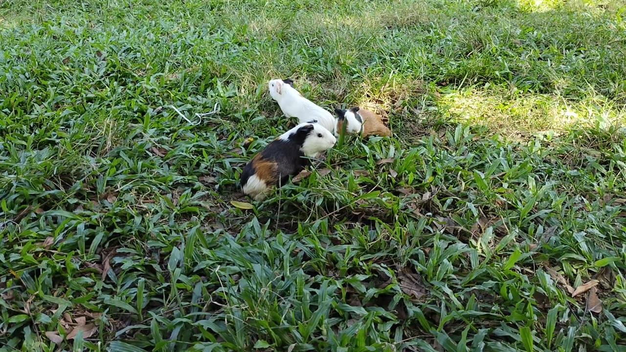 Little bunny looking for food