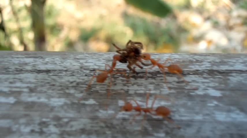 Red Ants🐜 Carrying a dead Spider🕷️.