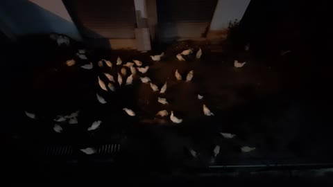 loose chickens at home