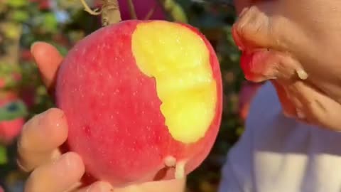 Eating sweet apples at the farm - For fruit lovers #satisfying #5