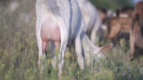 Closeup goat udder full of milk. Goats graze in a pasture in the wild